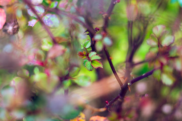 Selective focus of rosebush