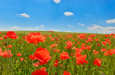 Fototapeta na wymiar Poppy field in summer countryside