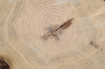 Top view of the annual rings of cut tree closeup