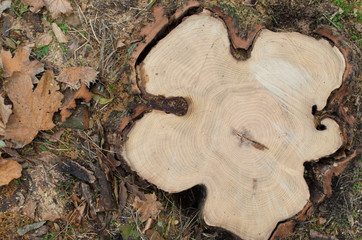 Top view of a big cut tree