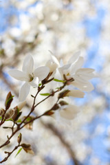Spring Magnolia Blossom