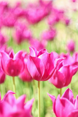 Obraz premium Pink tulips on field