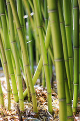 Defocused bamboo stalks