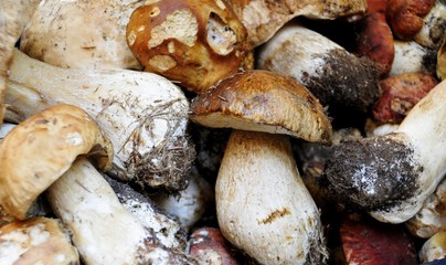 fresh porcini mushrooms