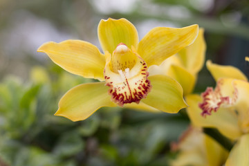 Yellow Orchid flower