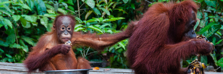 Baby Orang Utan sitting in a bowl and his mother, Indonesia