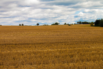 Fototapeta premium yello field