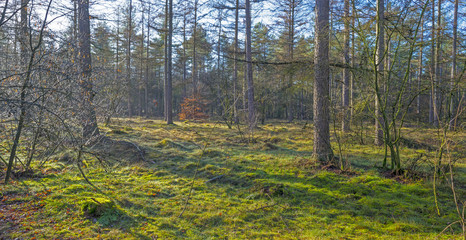 Pine forest in sunlight in winter