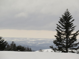 Fototapeta premium Neige en foret, Croix de Bauzon, Ardèche
