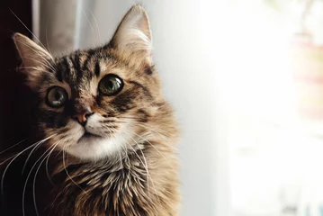 Abwaschbare Fototapete Tieren süße entzückende süße Katze, die mit erstaunlichem weisen Blick sitzt, Winter h