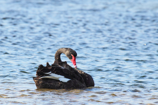 Trauerschwan (Cygnus atratus)