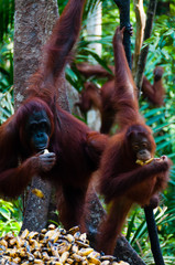 Three Orang Utan hanging on a tree in the jungle, Indonesia