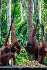 Orang Utan hanging on a tree in the jungle, Indonesia © attiarndt