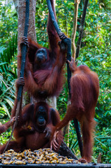 Three Orang Utan hanging on a tree in the jungle, Indonesia © attiarndt
