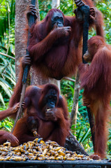 Three Orang Utan hanging on a tree in the jungle, Indonesia © attiarndt
