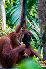 two Orang Utan hanging on a tree in the jungle, Indonesia © attiarndt