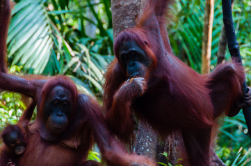 two Orang Utan hanging on a tree in the jungle, Indonesia © attiarndt
