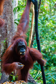 Orang Utan hanging on a tree in the jungle, Indonesia