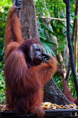 Orang Utan Alpha male hanging on a tree in the jungle, Indonesia © attiarndt