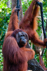 two Orangutan hanging on a tree in the jungle, Indonesia
