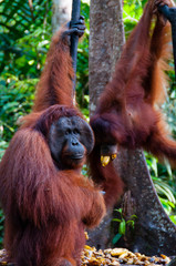 two Orangutan hanging on a tree in the jungle, Indonesia © attiarndt