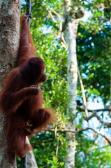 Orang Utan hanging on a tree in the jungle, Indonesia