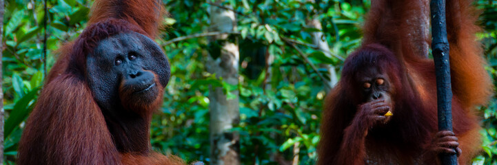 two Orangutan hanging on a tree in the jungle, Indonesia © attiarndt