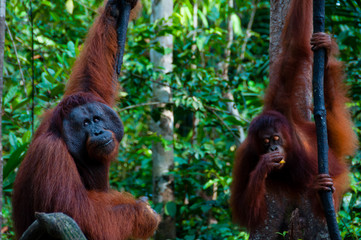 two Orangutan hanging on a tree in the jungle, Indonesia © attiarndt