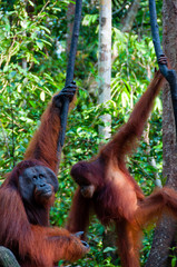 two Orang Utan hanging on a tree in the jungle, Indonesia © attiarndt