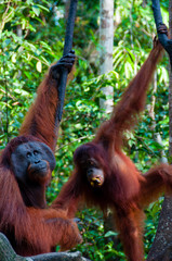 two Orang Utan hanging on a tree in the jungle, Indonesia © attiarndt