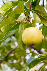 Golden apple on tree