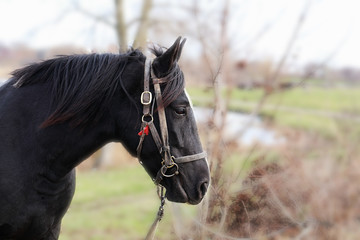 Верховая лошадь на отдыхе