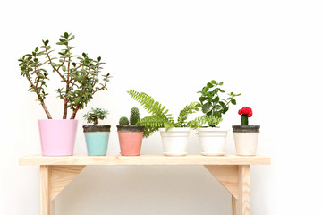 houseplants on a wooden bench on white