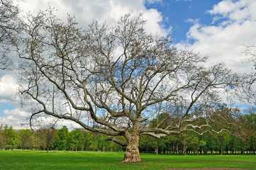 Fototapeta premium alter baum ohne blätter, park