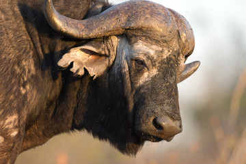 Cape buffalo