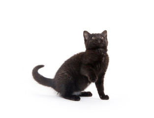 cute black kitten on white