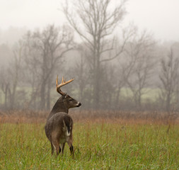 Obraz premium White-tailed deer buck in rain