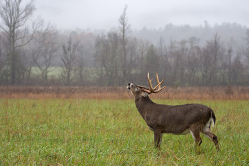 Naklejka na ściany i meble White-tailed deer buck in rain