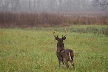 White-tailed deer buck in rain