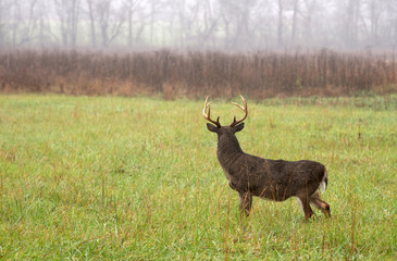 Naklejka premium White-tailed deer buck in rain