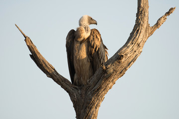 White-backed vulture.