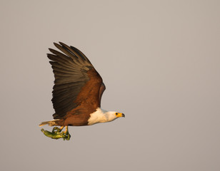 Fototapeta premium African fish eagle