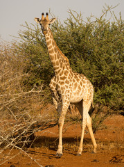 Giraffe in Kruger National Park