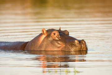 Fototapeta premium Hippo in the water