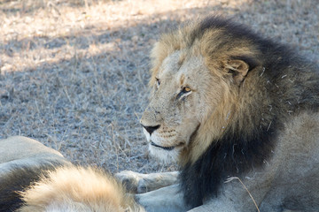 Obraz premium Male lion