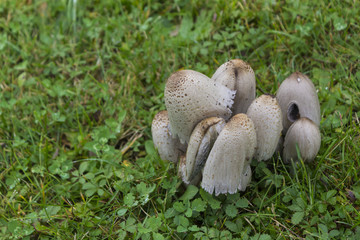 Gruppo di funghi