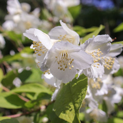 Obraz na płótnie Canvas Flowers white jasmine