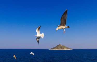 Fototapeta na wymiar Feeding the seagulls from the ferry, Greece