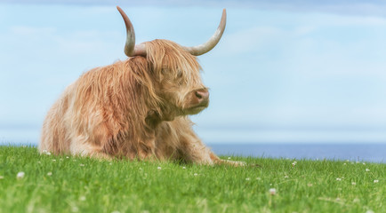 Schottische Hochlandrinder, Highland Cattle (Kyloe)
