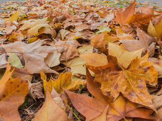 Leaves in the ground